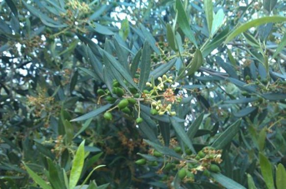 Elidia_olive_oil_harvest